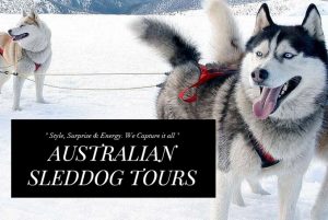 Australian Sled Dog Tours have operated tours on Mt Buller since 2014.